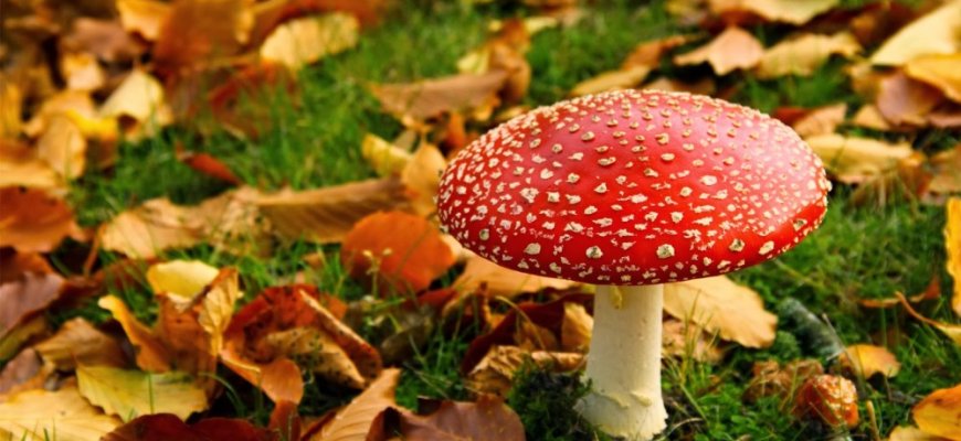 Grybų sezonas prasideda: kokias klaidas darome pajutę apsinuodijimo simptomus