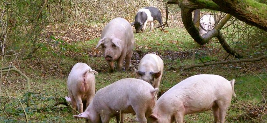 Kiaulių maras naikina smulkiuosius ūkininkus