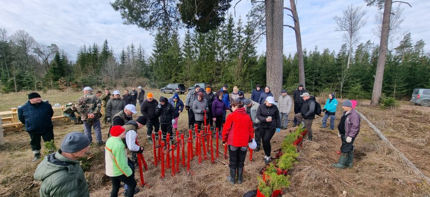 Rokiškėnų „Laisvės miškas“ sužaliuos Bajorų girioje – įvyko nacionalinis miškasodis (foto)