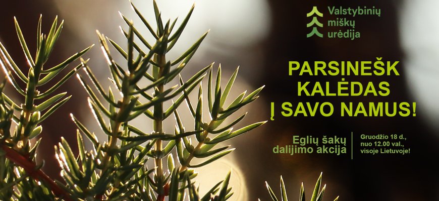 Miškininkai dalinsis kalėdine dvasia – visoje Lietuvoje vyks tradicinė akcija „Parsinešk Kalėdas į savo namus“