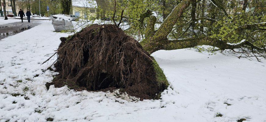 Medis nepakėlė gausaus pavasarinio sniego (video+foto)