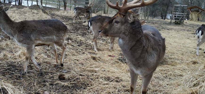 Kviečia rokiškėnus palepinti danielius gilėmis