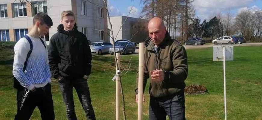 Kamajų Antano Strazdo gimnazija prisijungė prie akcijos „1000 ąžuolų Lietuvos mokyklose“ (foto)