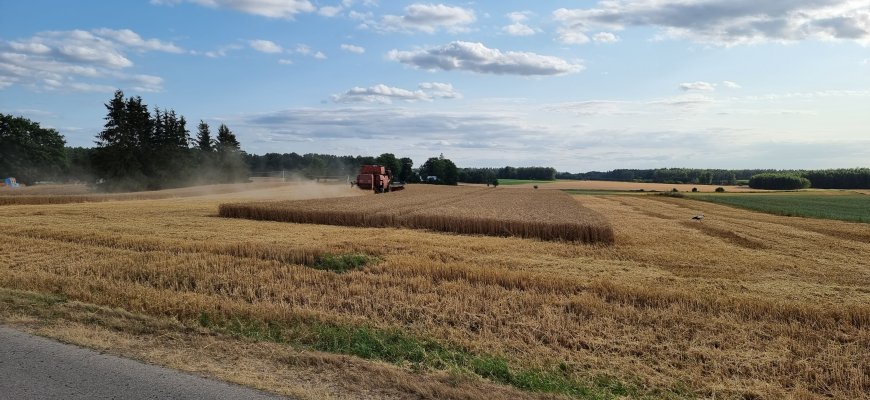 Vėluojančią javapjūtę stabdo lietūs