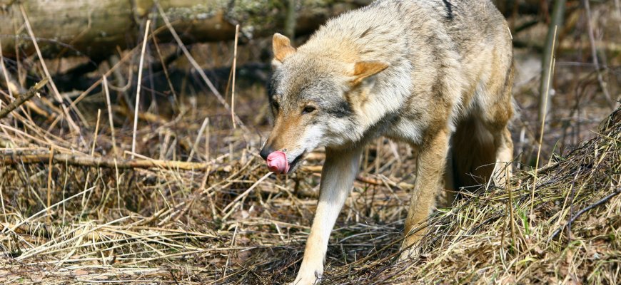 Medžioklės sezonas artėja į pabaigą – Rokiškio rajone iki kovo 8 d. sumedžioti 8 vilkai