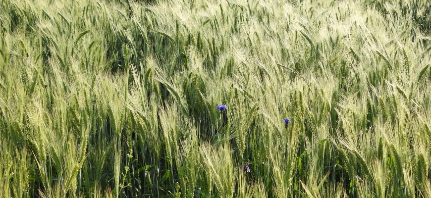 ŽŪM: ūkininkai sėja mažiau javų, bet daugiau rapsų