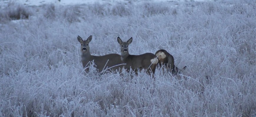 7 stirnų šeimyna susirinko Kalėdinių pietų Kavoliškis, Rokiškio raj. (foto+video)