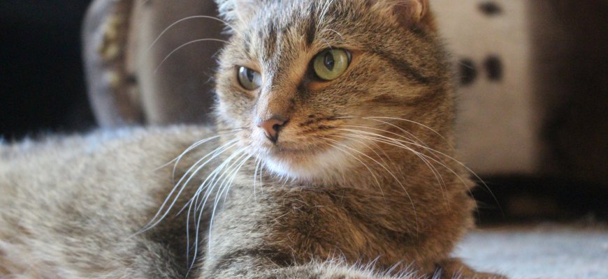 Rugsėjo 28 d. Rokiškio veterinarijos gydytojai kviečia paskiepyti naminius gyvūnus nuo pasiutligės pigiau