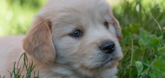 Planuojate įsigyti šunį? Veterinaro patarimai būsimiems „tėveliams“