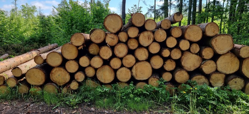 Pavogė miškų urėdijai priklausančią medieną