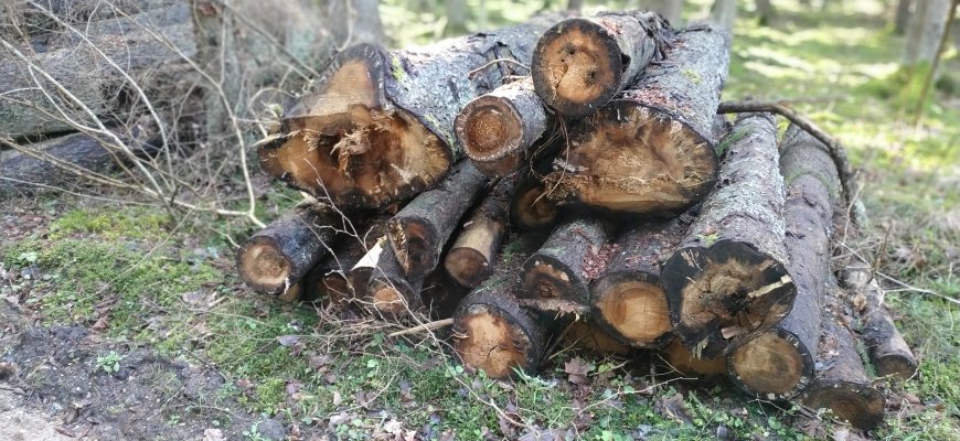 Žiema nuramino kirminėlio alkį: atšaukta stichinė nelaimė dėl žievėgraužio tipografo nuostolių