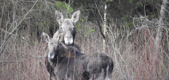 Medžioklės trofėjus vertins ne aplinkosaugininkai, o medžiotojų asociacijos