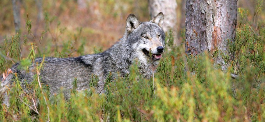 Prasideda vilkų puotos: Jūžintuose sudraskytos 9 avys