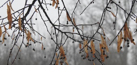 Artimiausiomis dienomis orai bus lietingi ir vėjuoti