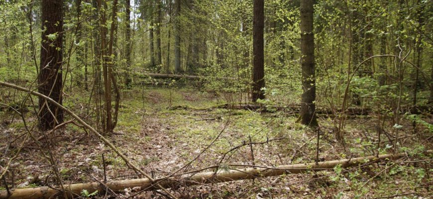Holokausto aukų sušaudymo ir užkasimo vietai Rokiškio rajone suteikta teisinė apsauga