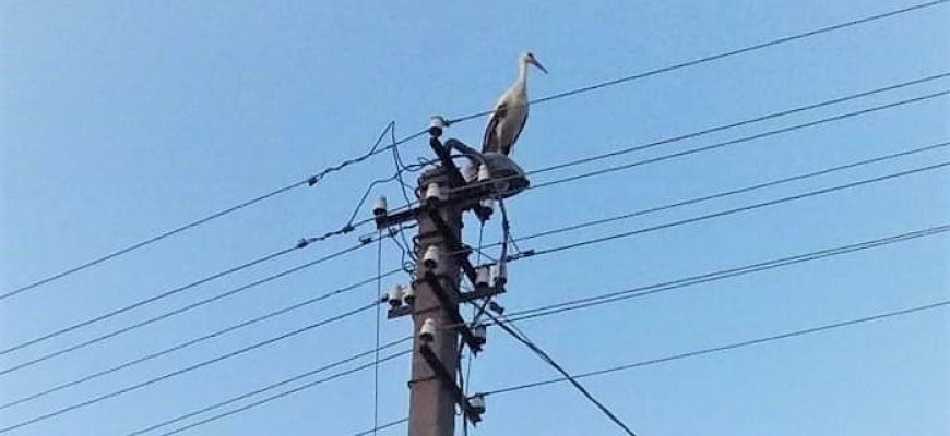 Laibgalių kaime gandrai liko be namų – elektros skirstymo operatorius atsakomybės kratosi