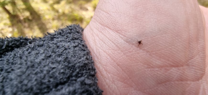 Erkių pavojus – ne tik miškuose: vaistininkė ragina apsauga rūpintis jau dabar