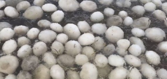 Sartų ežere - itin retas reiškinys: vandenyje plaukioja cepelinai (video)