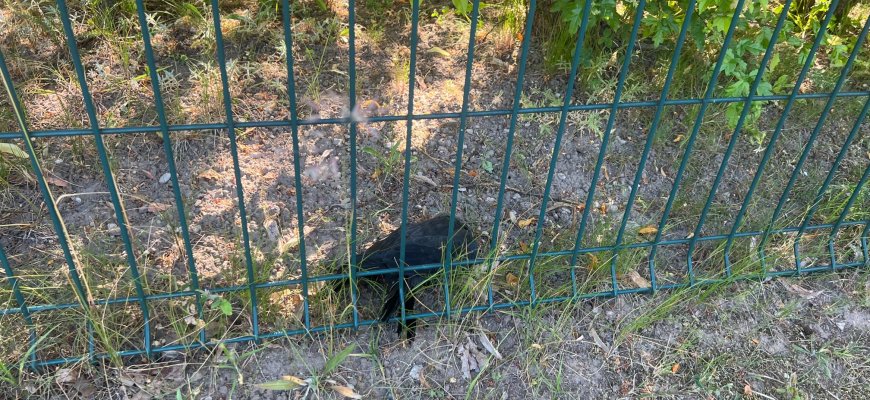 Gauti atsakymai dėl nugaišusių kuosų – blogiausias scenarijus atmestas