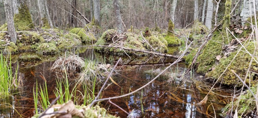 „Natura 2000“ teritorijoms plėsti bus išperkama privati žemė ir miškai