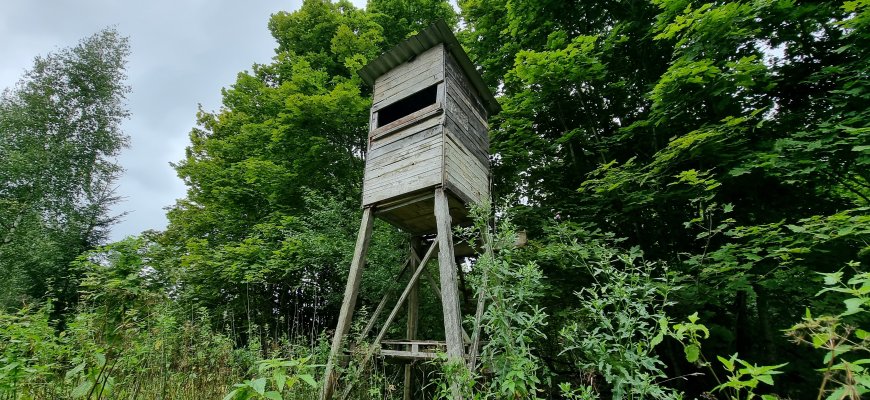 Šį sezoną planuojama leisti sumedžioti tiek pat vilkų, kaip ir ankstesnį – 175