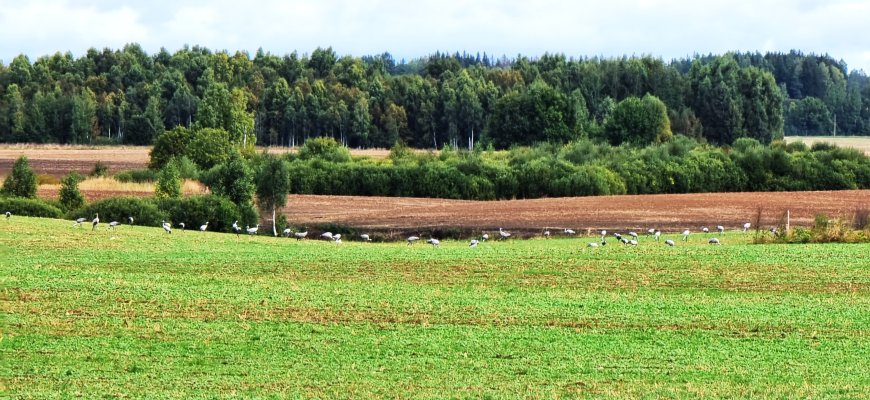 Rokiškio rajone užfiksuotas neįtikėtinas kiekis gervių (video)