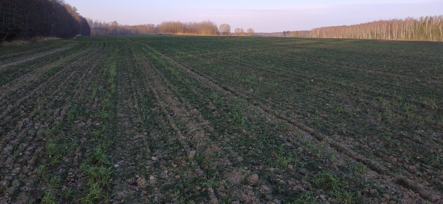 Pasėlių draudimo įmokoms kompensuoti – daugiau kaip milijonas eurų