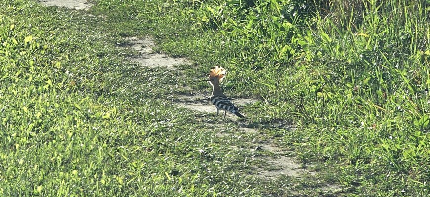 Rokiškio rajone užfikuotas retas paukštis (video+foto)