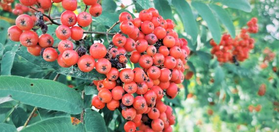 Tradicinės  5-osios poezijos Žolinės ant Petrašiūnų piliakalnio