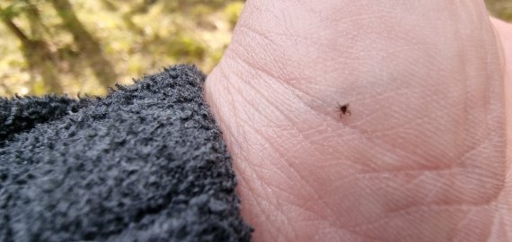 Erkių pavojus – ne tik miškuose: vaistininkė ragina apsauga rūpintis jau dabar
