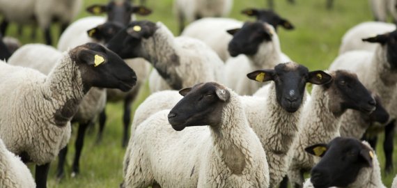 Parama gyvuliams įsigyti – beveik 2 mln. eurų