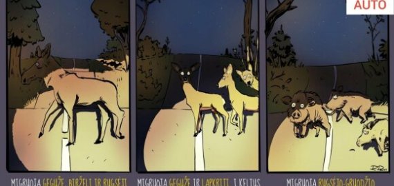 Laukinių gyvūnų vairuotojai turi saugotis net miestuose