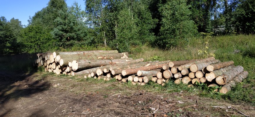 Pasikeitė miško kirtimo taisyklės