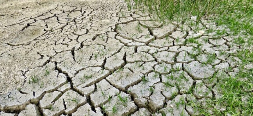 Grūdų ir daržovių augintojai dėl sausros prognozuoja prastą derlių