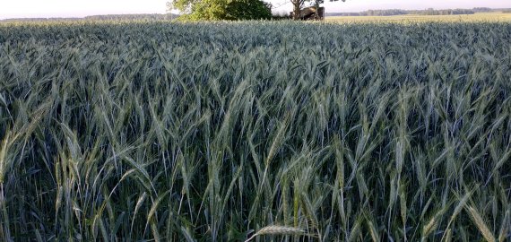 ŽŪM: pasėlių deklaravimas prasidės gegužės 2 dieną – dviem savaitėm vėliau