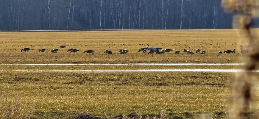 Šimtai paukščių nutūpė prie Lašų ŽŪB (video)