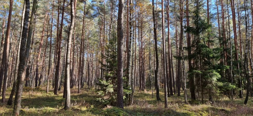 Nebeliks galimybės savavališkai aptverti mišką prisidengiant laukinių gyvūnų laikymu