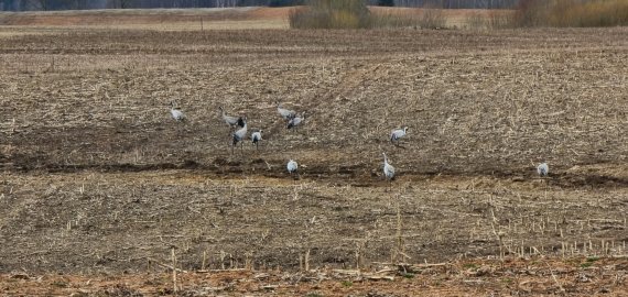 Gervės Rokiškio rajone (video+foto)