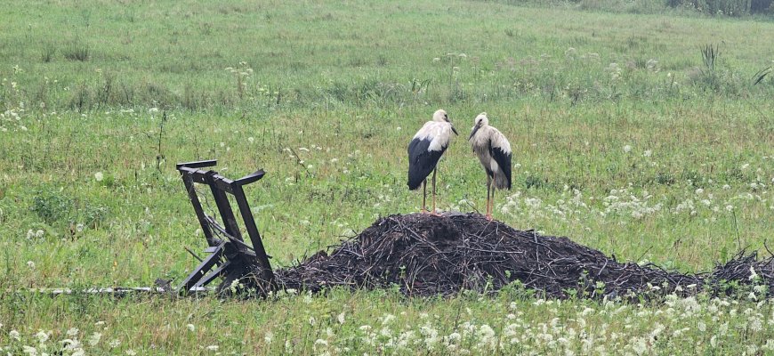 Širdį veriantis vaizdas: gandriukai vis dar stovi ant nugriuvusio lizdo (video+foto)