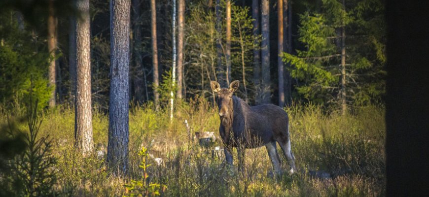 Už neteisėtai sumedžiotą briedį pažeidėjas sumokės 7 tūkst. eurų