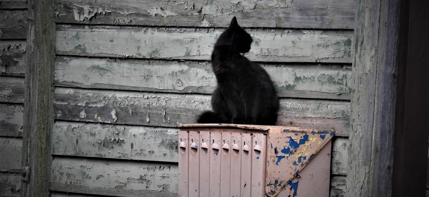 Sunkiai valdomą beglobių gyvūnų veisimosi problemą Rokiškyje vėl padės spręsti organizacija iš Vokietijos
