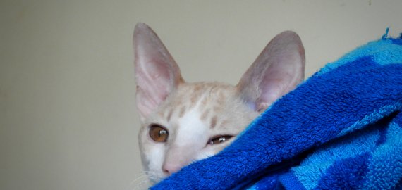 Atsakome į amžiną klausimą - kaip išsirinkti augintinį?