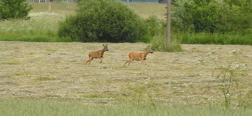 Ar teko matyti tokį reiškinį? (video)