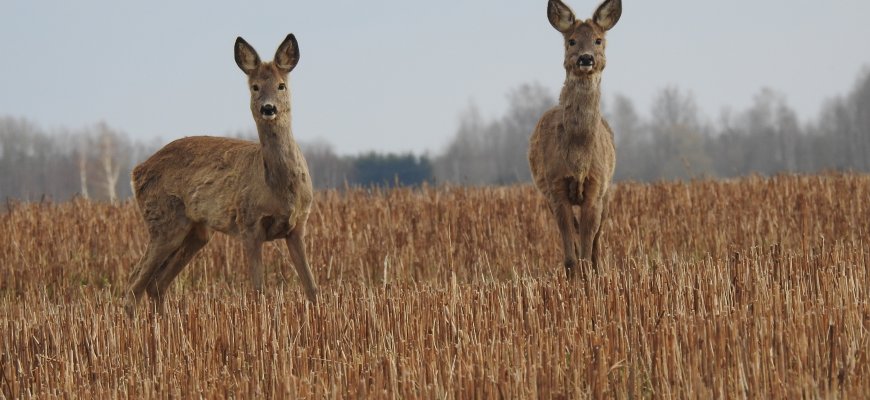 Aplinkosaugininkai teigia gaunantys daugiau pranešimų apie avarijas su laukiniais gyvūnais