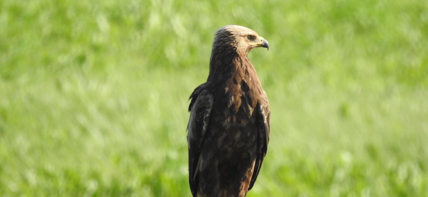 Išleista nauja Raudonoji knyga, saugomų gyvūnų, augalų ir grybų sąrašas sutrumpėjo