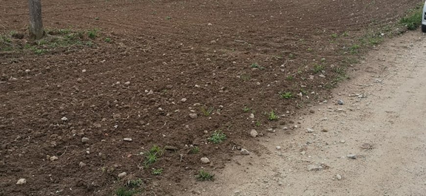 Nauja mada – sėti javus tiesiai ant kelio