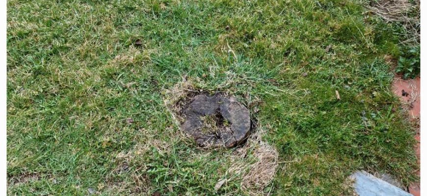 Kelmų frezavimas – kelmų šalinimo būdas, vertinamas dėl greičio ir kokybės