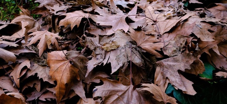 Aplinkos tvarkymas rudenį: kokius darbus derėtų atlikti?
