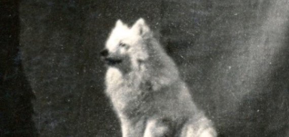 Grafų šuo Pūkis pataria