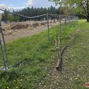 Rokiškio Liongino Šepkos parke – pavojingas incidentas (video+foto)